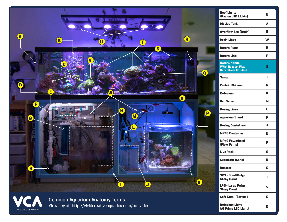 Anatomy of a Saltwater Aquarium